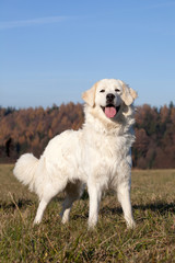 Portrait of nice white dog - slovakian chuvach