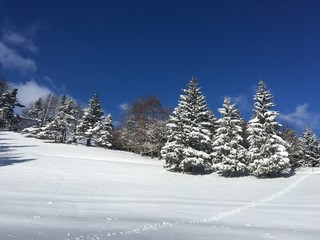 Chute de neige et sapins