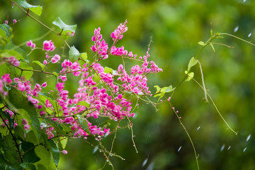 pink mexican creeper or antigonon leptopus