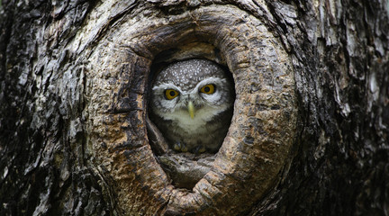 Bird, Owl, Spotted owlet (Athene brama) in tree hollow,Bird of T