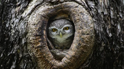 Foto auf Acrylglas Bird, Owl, Spotted owlet (Athene brama) in tree hollow,Bird of T © Nuwat