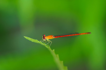 red damselfly
