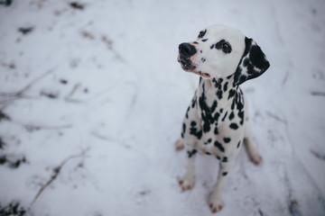 Dalmatian Dog In Snow In Winter / Dalmatiner Hund im Schnee im Winter