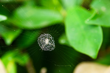 small cobweb