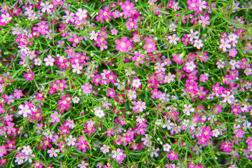 small pink gypso flower