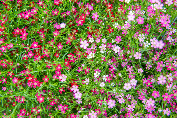 small pink gypso flower