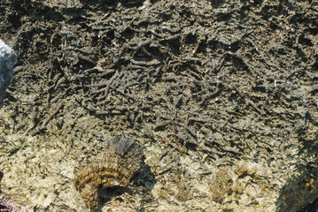 fossil