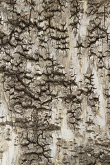 Tree bark background