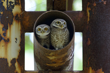 Bird, Owl, Spotted owlet (Athene brama) in metal pipe, Bird of T
