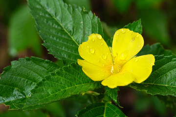 yellow alder flower