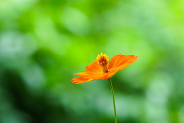 yellow cosmos flowers