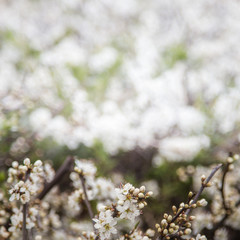 Beautiful white cherry blossoms on a natural background in spring