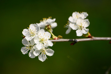 Beautiful white cherry blossoms on a natural background in spring