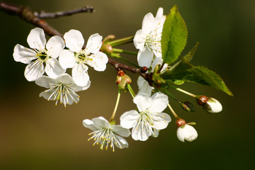Beautiful white cherry blossoms on a natural background in spring