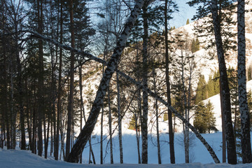 Fototapeta premium inclined birch forest