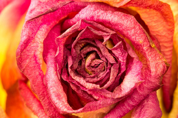Beautiful rose flower close-up