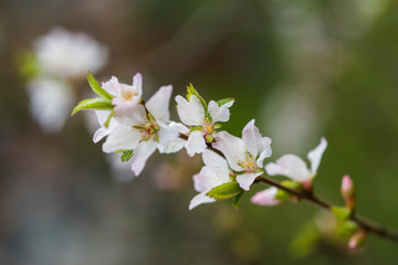 Beautiful white cherry blossoms on a natural background in spring