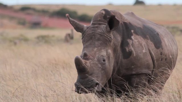 Pregnant rhino watches from a grassy plain
