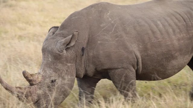 Male rhino with large horn walks through the plains
