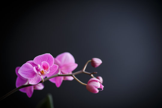 pink orchid phalaenopsis