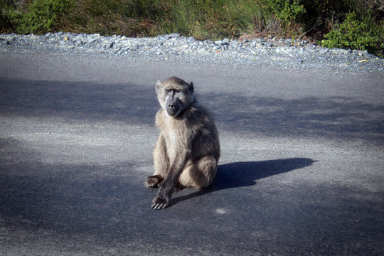 Baboons near the Cape of Good Hope, South Africa