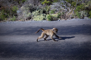 Baboons near the Cape of Good Hope, South Africa