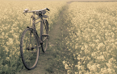 Fototapeta na wymiar Vintage Bicycle in a rural mustard field