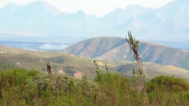 Fynbos grass waves in the wind with hazy hills and mountains in the distance
