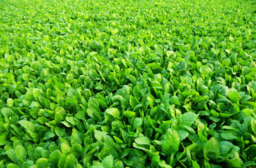 Spinach field