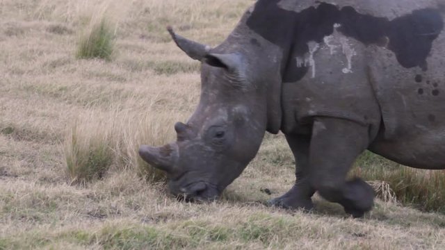 Pregnant rhino grazes
