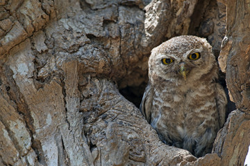 Owl, Spotted owlet (Athene brama) in tree hollow,Bird of Thailand