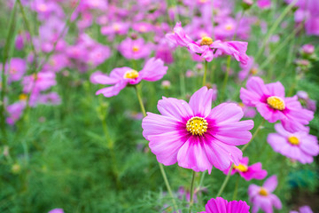Pink Cosmos flowers in a beautiful outdoor garden - plant of colorful.
Cosmos is a genus, with the same common name of cosmos, consisting of flowering plants in the sunflower family.