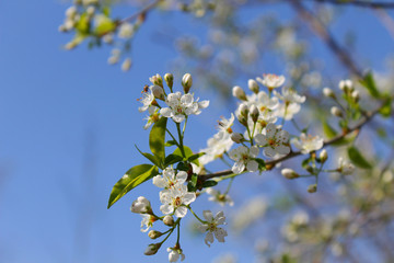 White tree blossom