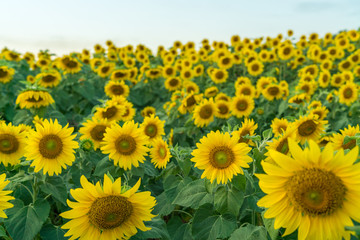 field of blooming sunflowers on a blue sky clouds background. 
colorful sunflowers at bright summer day with copy space.
