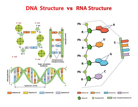 DNA structure vs RNA structure. Nucleotide, Phosphate, Sugar, and bases. education vector  info graphic.