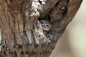 Owl, Spotted owlet (Athene brama) in tree hollow,Bird of Thailand