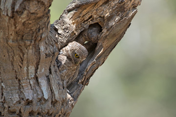 Owl, Spotted owlet (Athene brama) in tree hollow,Bird of Thailand