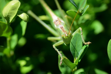 Grashüpfer blickt in die Kamera 