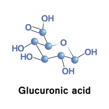 Glucuronic acid is a uronic acid that was first isolated from urine. It is found in many gums such as Gum arabic and Xanthan, and is important for the metabolism of microorganisms, plants and animals.