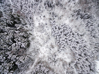 aerial view of winter forest from drone