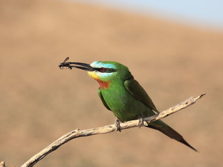 Blue-cheeked bee-eater