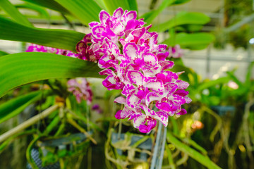 Obraz premium Selective focus. Beautiful Pink Orchids in Orchids garden.