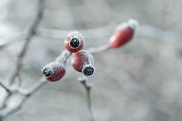 Zarte gefrorene Hagebutten