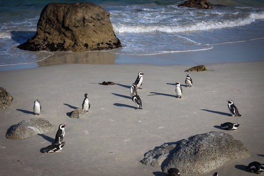 Amazing curious penguins from Boulders Beach Colony, Simon's Town, South Africa