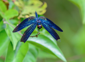 Beautiful dragonfly on branch with green background.
