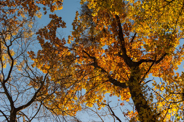 Baumkrone im Herbst