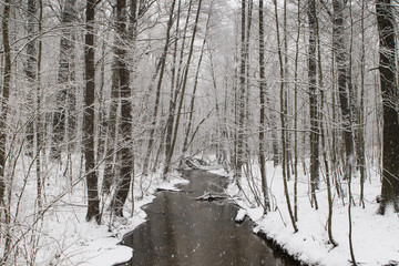 winter forest stream
