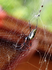 Female big spider Nephila madagascariensis in its web