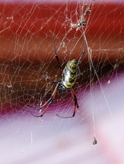 Female big spider Nephila madagascariensis in its web