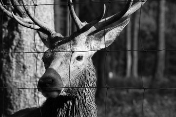 Hirsch im Gehege